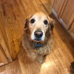 Meet your Posher, Sam